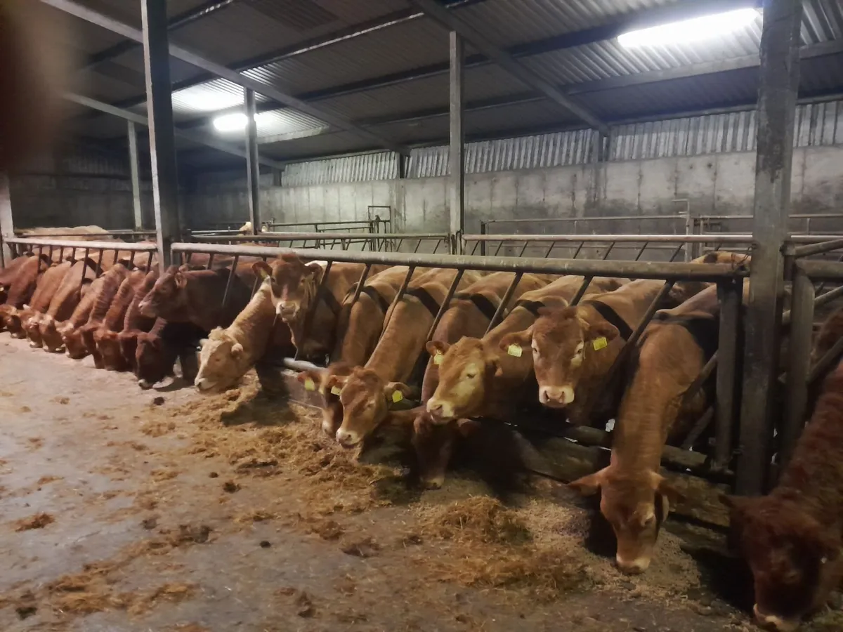 Yearling & 2.5 y.o. Maiden Heifers for Sale - Image 3