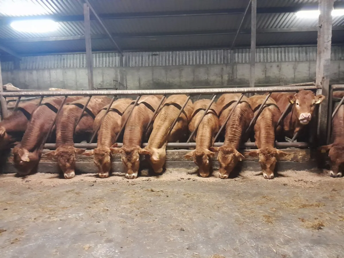 Yearling & 2.5 y.o. Maiden Heifers for Sale - Image 4
