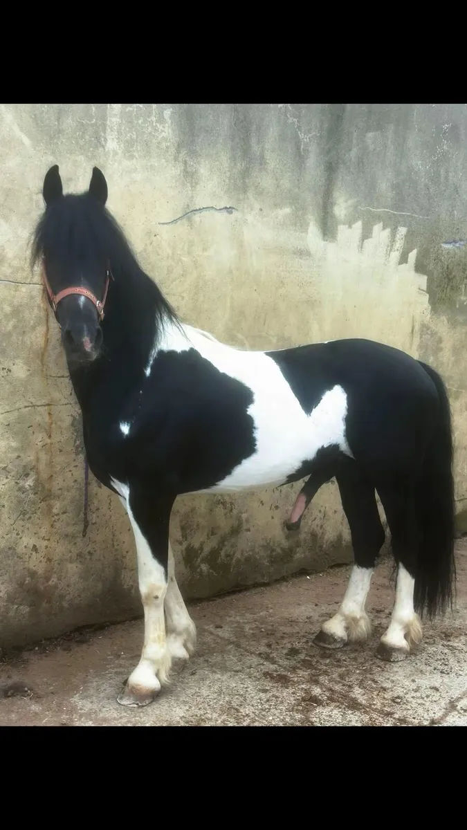 Friesian x Stallion standing at stud - Image 1