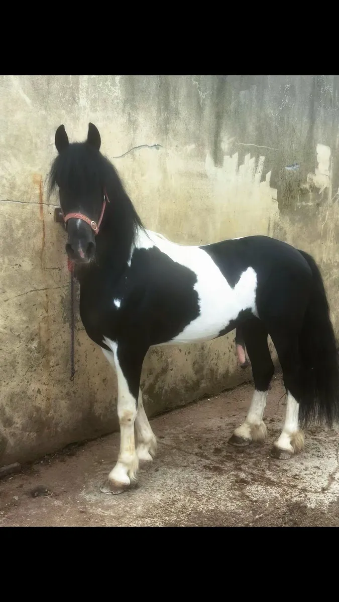 Friesian x Stallion standing at stud - Image 2