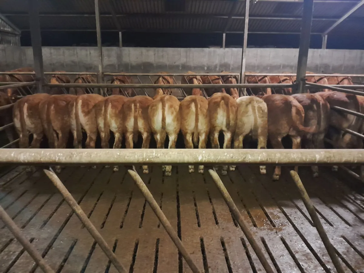 Breeding Bulls, In-calf Cow and Yearlings M&F - Image 3