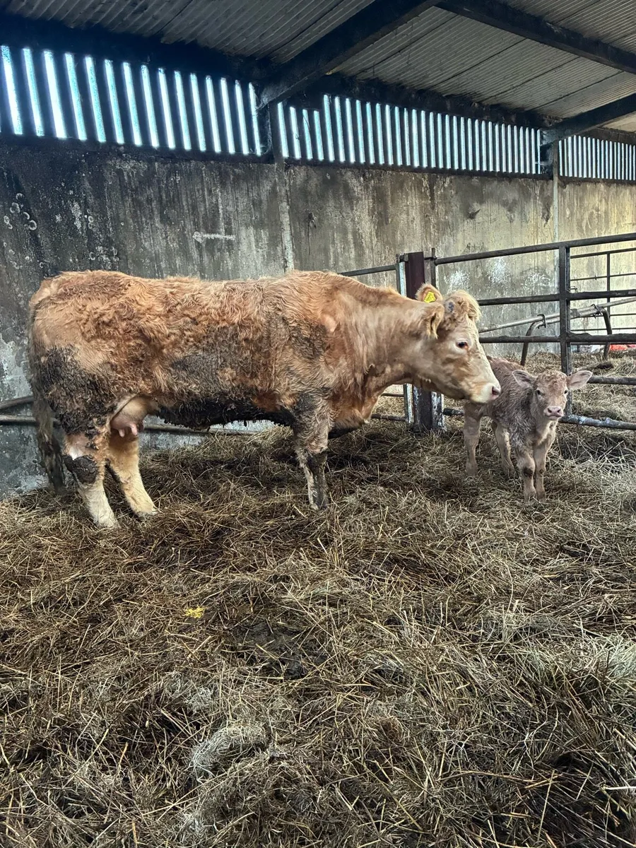 Super Heifer & Calf - Image 2