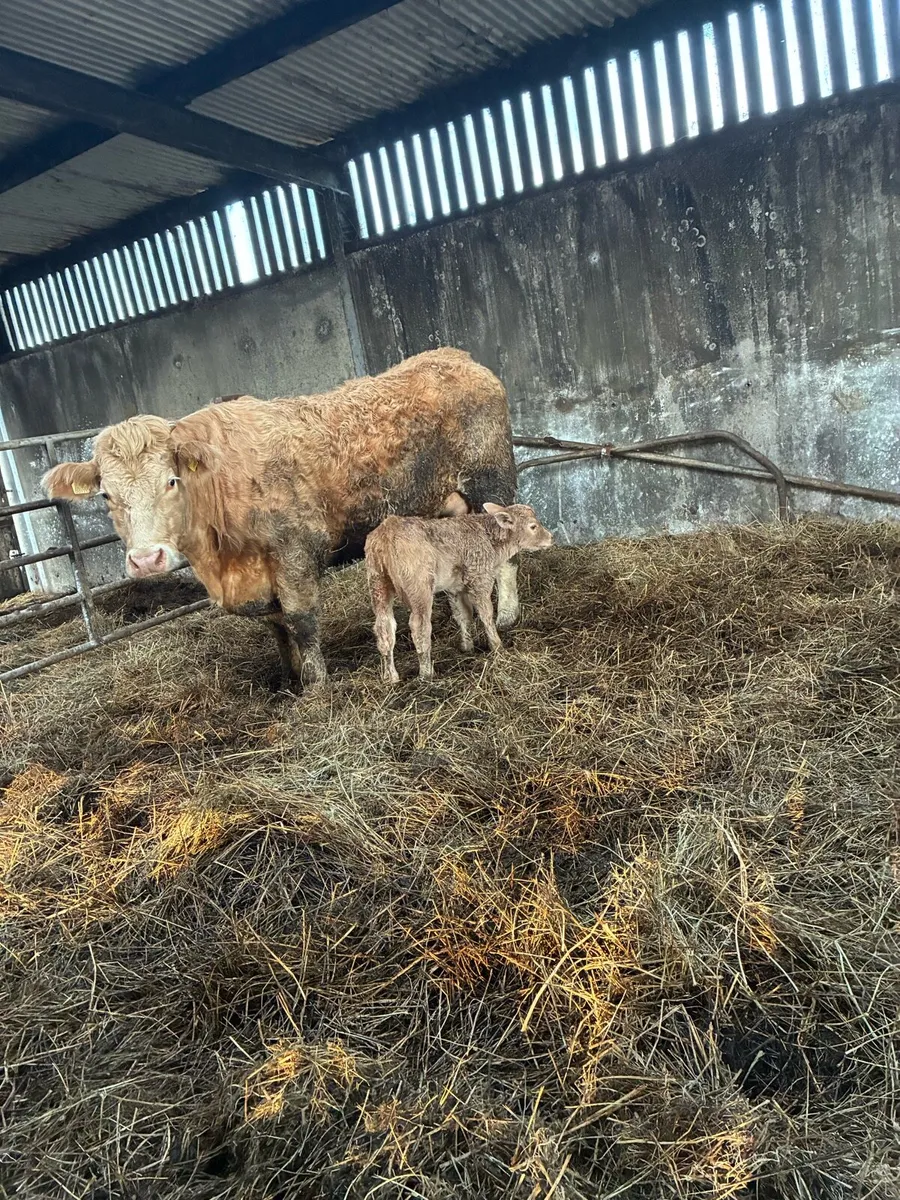 Super Heifer & Calf - Image 1