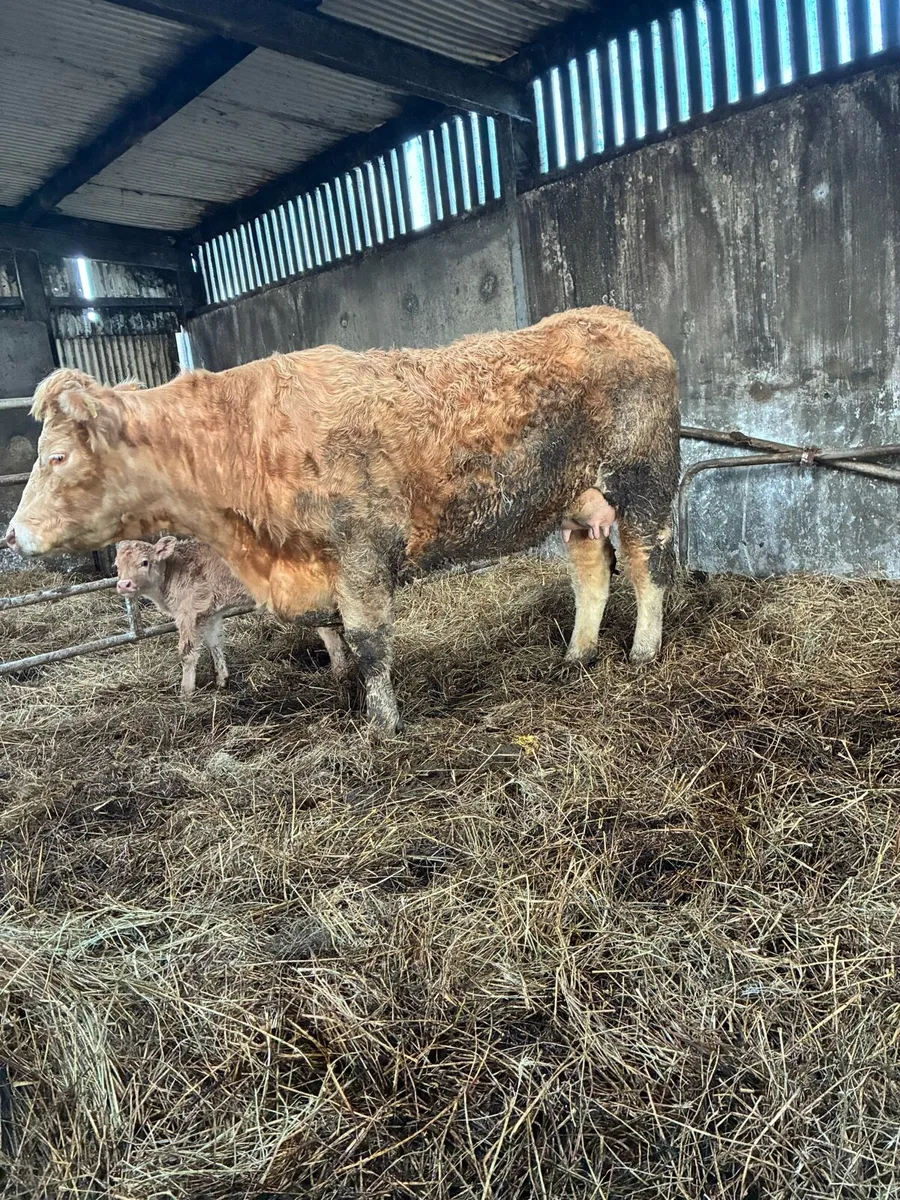 Super Heifer & Calf - Image 3