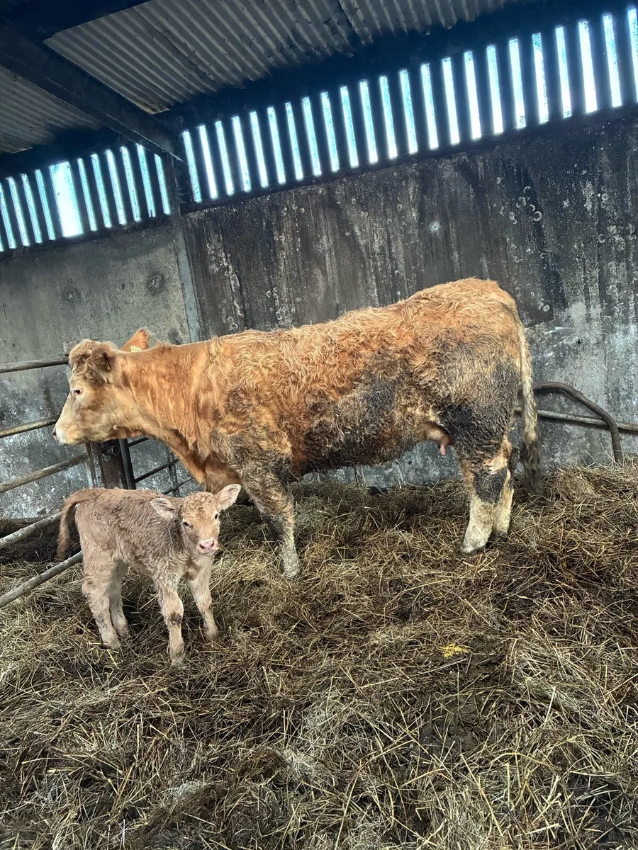 Super Heifer & Calf - Image 4