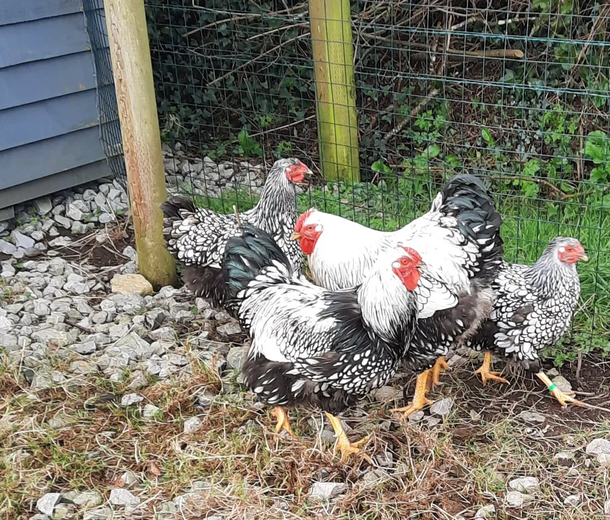 Poultry Hatching eggs and chicks - Image 2