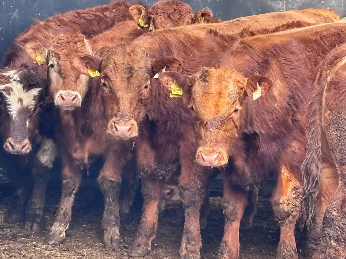 9 smashing continental bull Weanlings for sale - Image 2