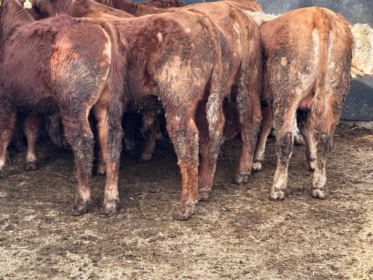9 smashing continental bull Weanlings for sale - Image 3