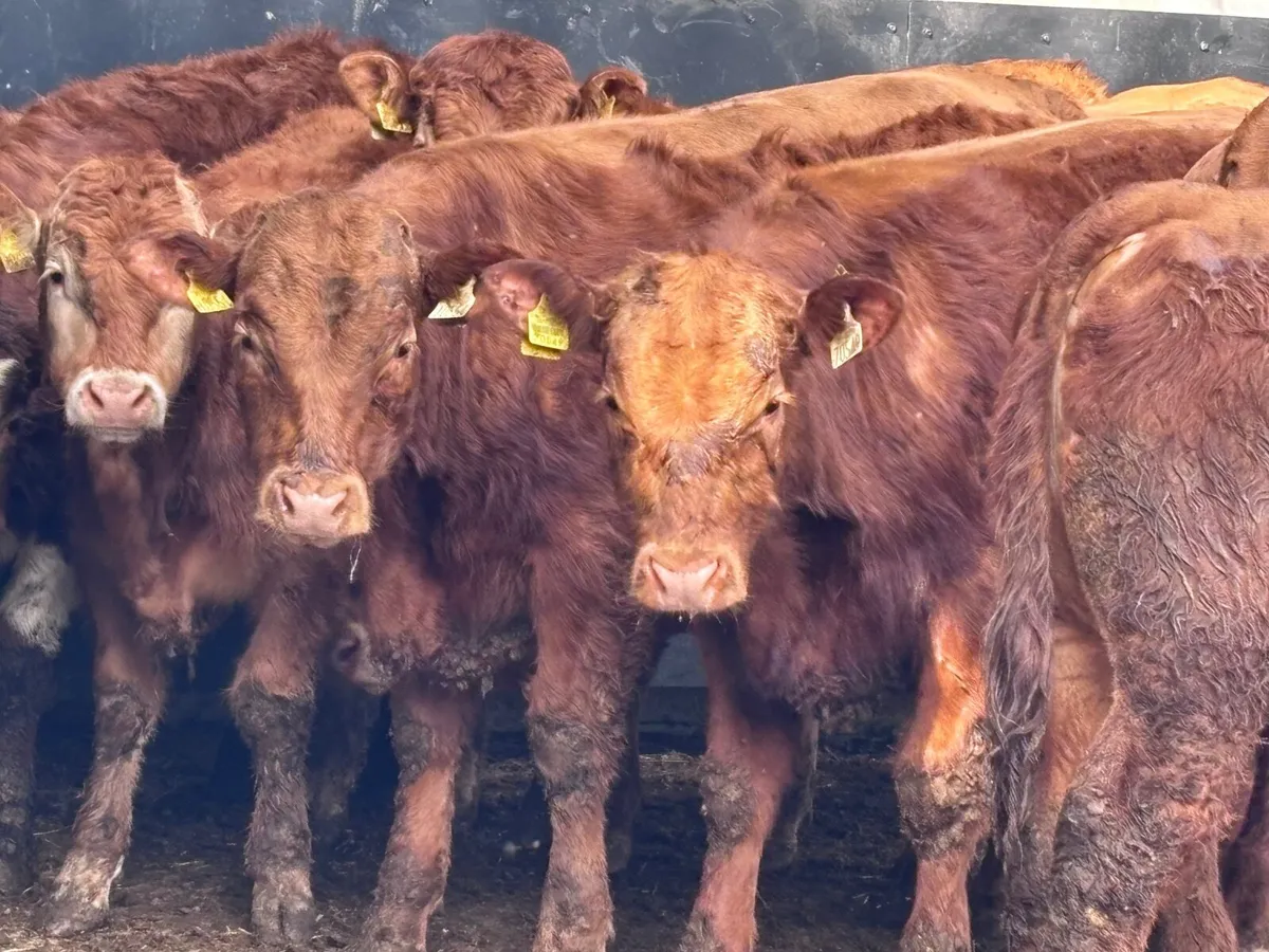 9 smashing continental bull Weanlings for sale - Image 1