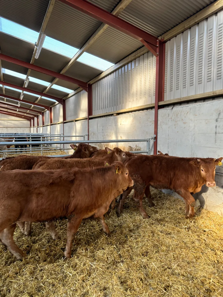Lim heifers - Image 3