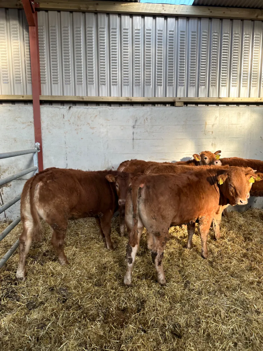 Lim heifers - Image 2