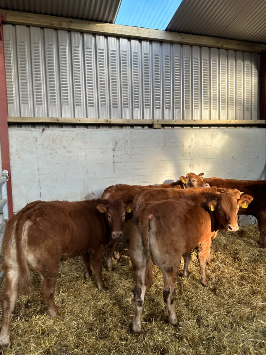 Lim heifers - Image 1