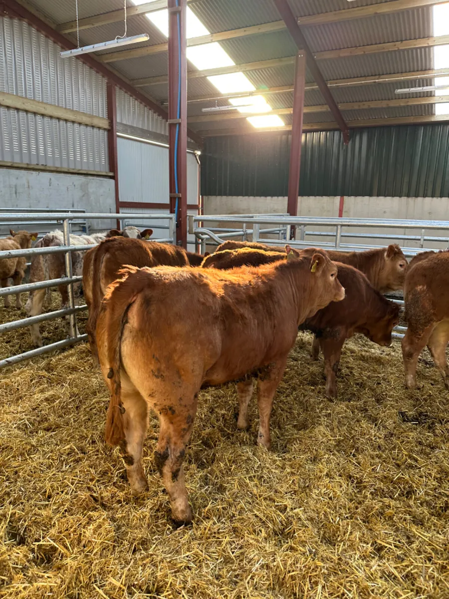 Lim heifers - Image 4