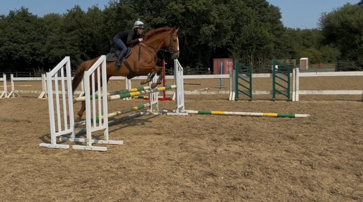 6yo Gelding - Image 3