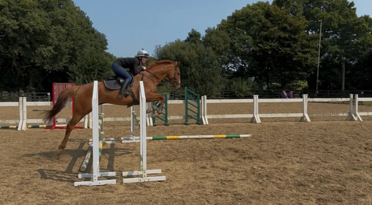 6yo Gelding - Image 4