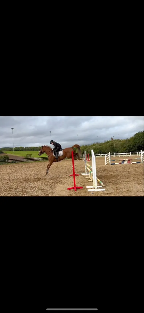 6yo Gelding - Image 2