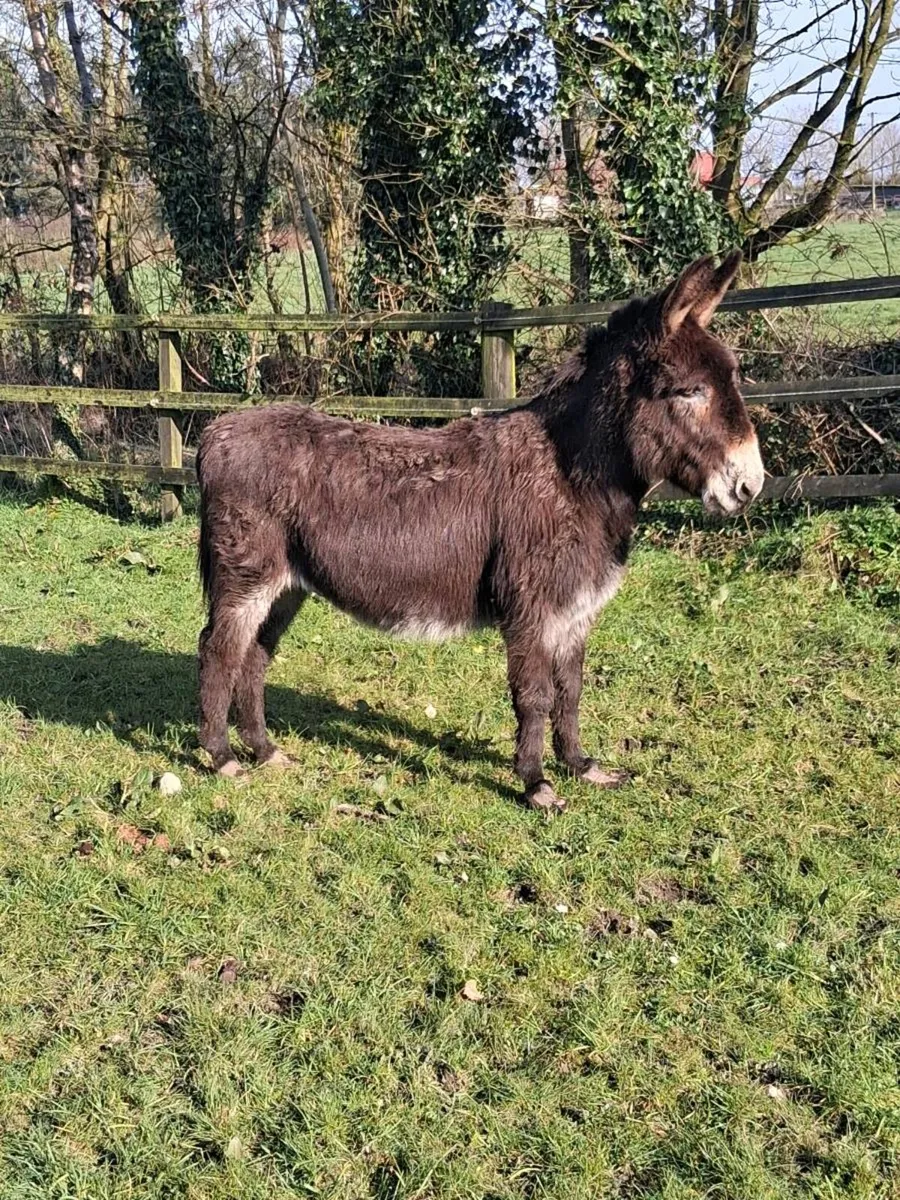 Gelding donkey 8 yrs old very quiet. - Image 1