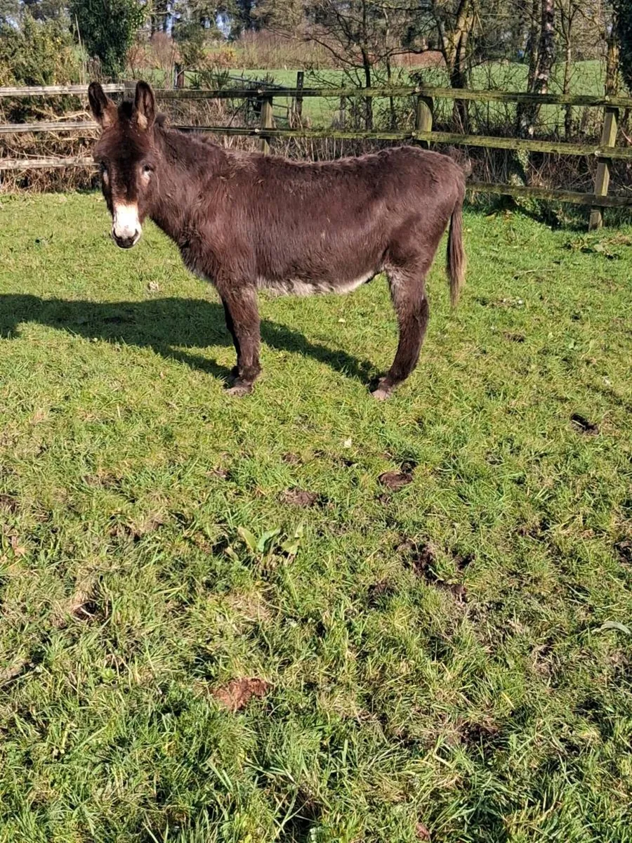 Gelding donkey 8 yrs old very quiet. - Image 2