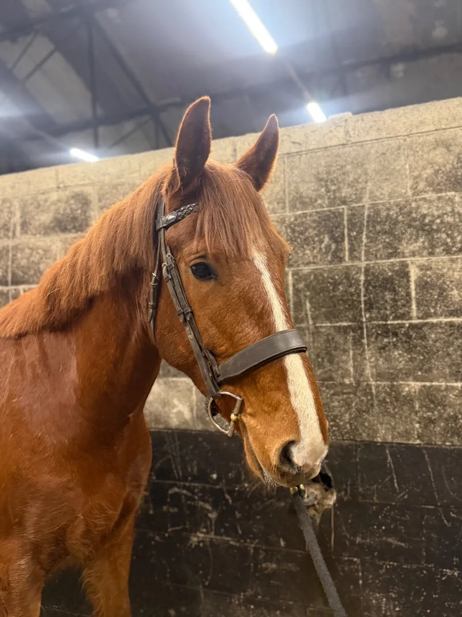 Full Irish Draught 🇮🇪 - Image 3