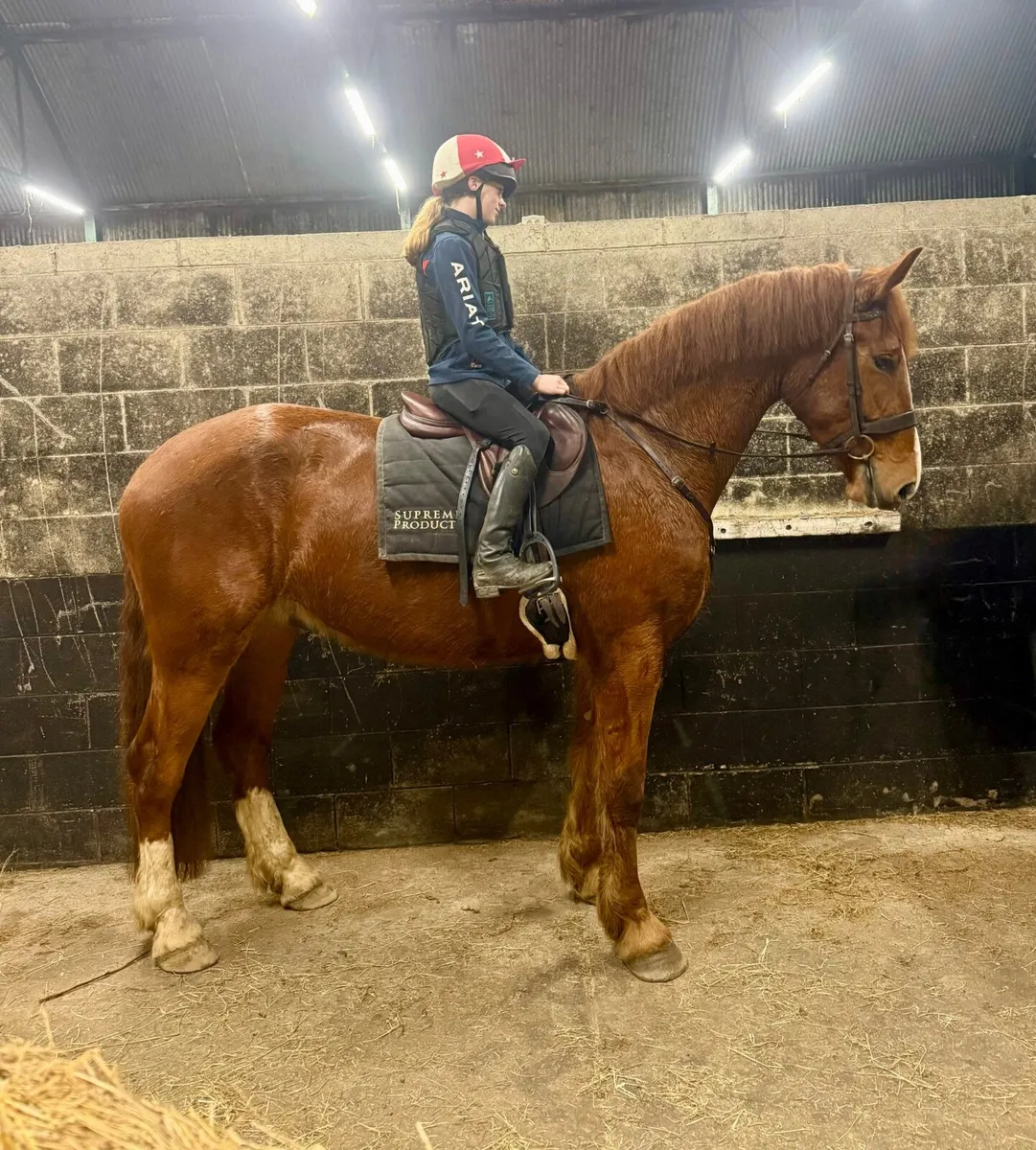 Full Irish Draught 🇮🇪 - Image 4