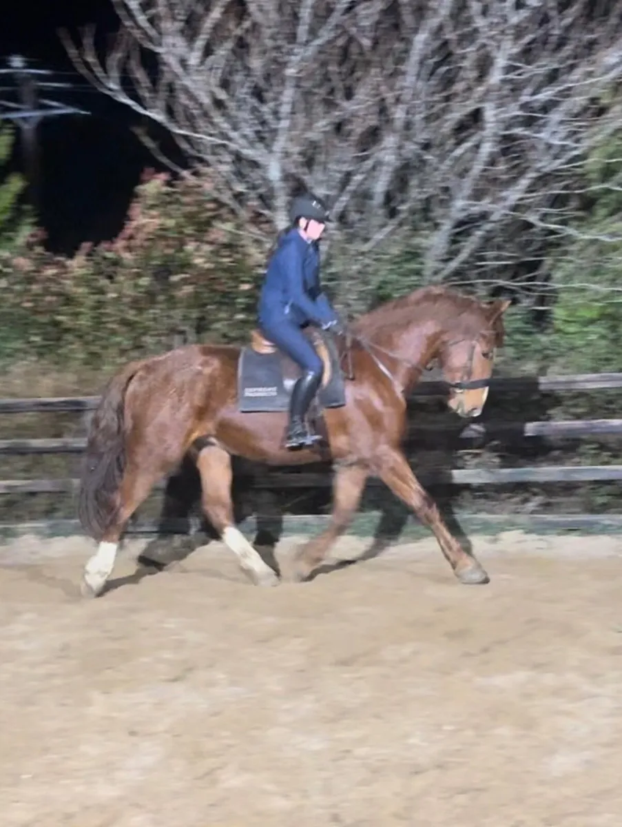 Full Irish Draught 🇮🇪 - Image 1