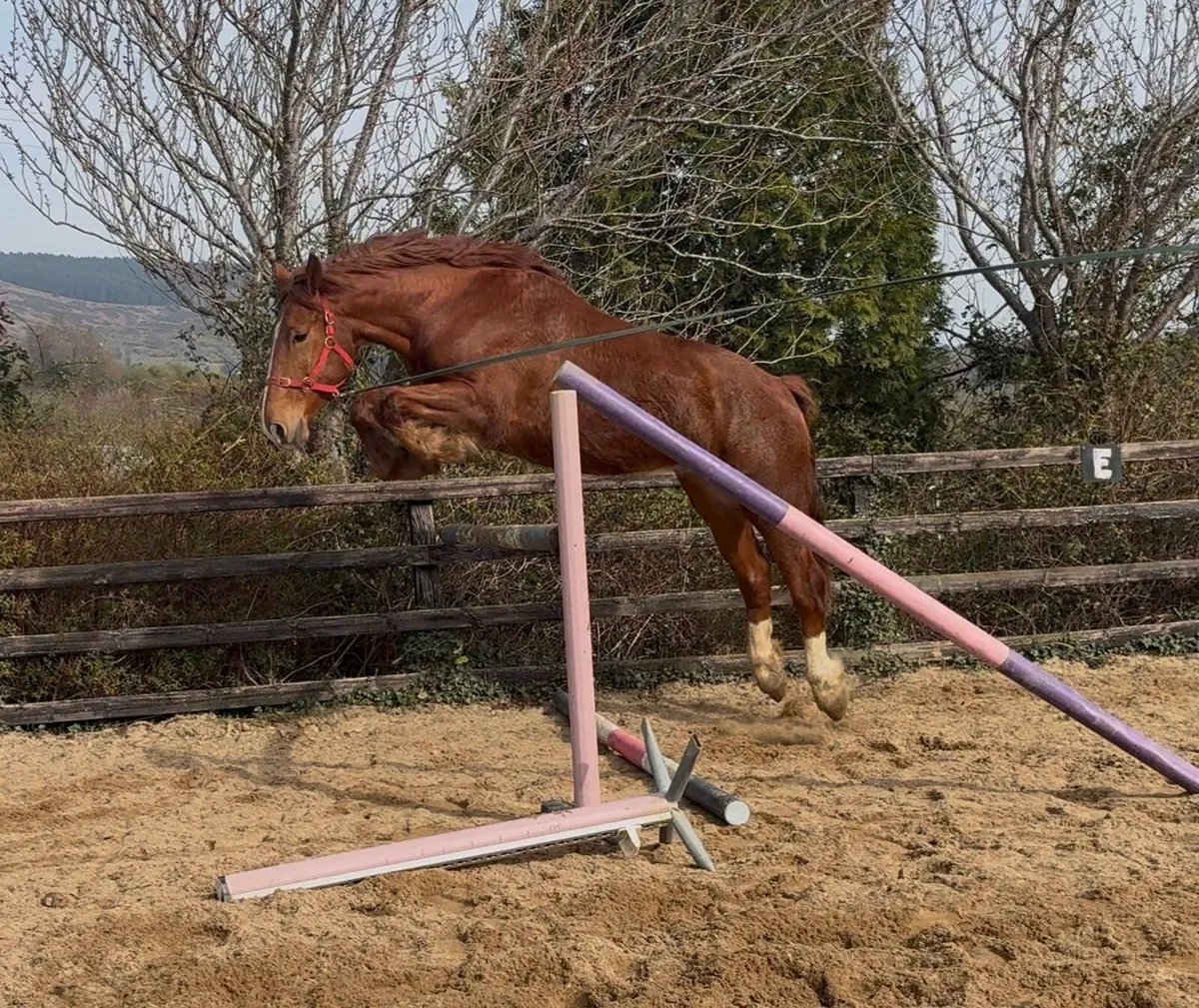 Full Irish Draught 🇮🇪 - Image 2