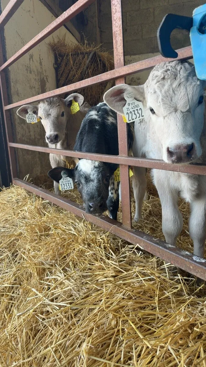 Calves - Image 1