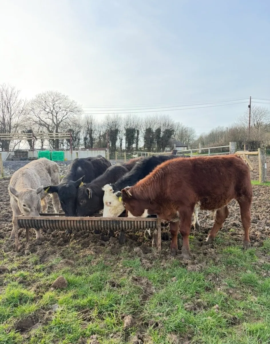 5 super 250kg  Weanling bulls for sale - Image 1