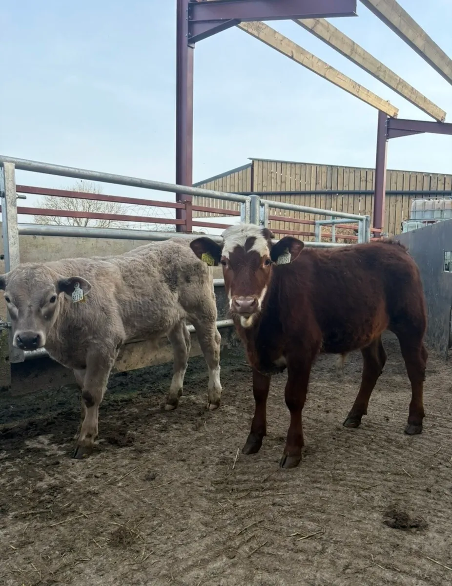 5 super 250kg  Weanling bulls for sale - Image 2