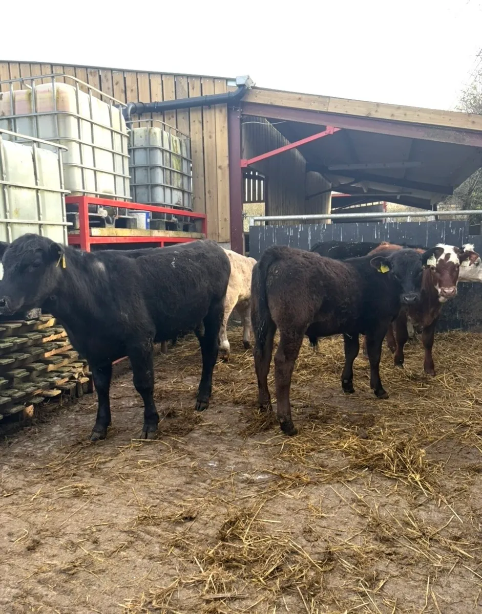 5 super 250kg  Weanling bulls for sale - Image 3