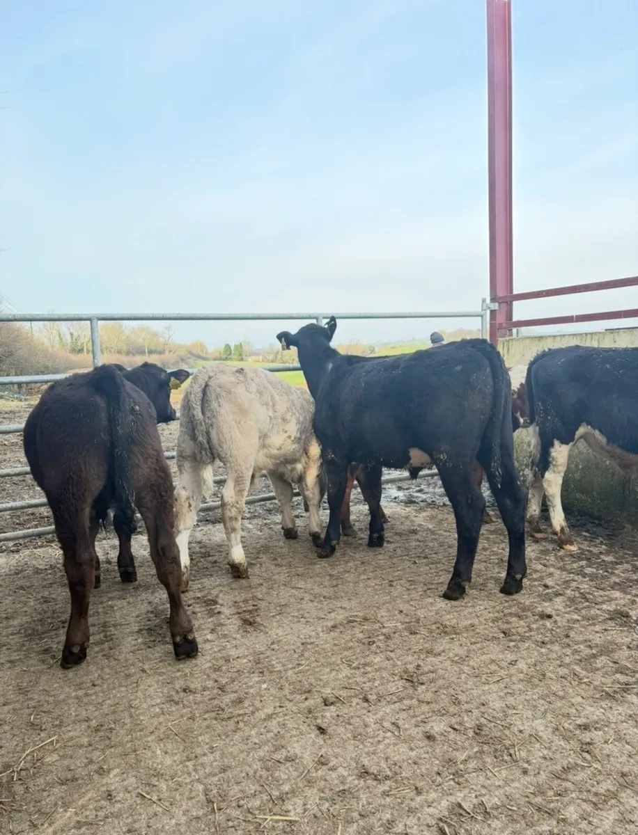 5 super 250kg  Weanling bulls for sale - Image 4