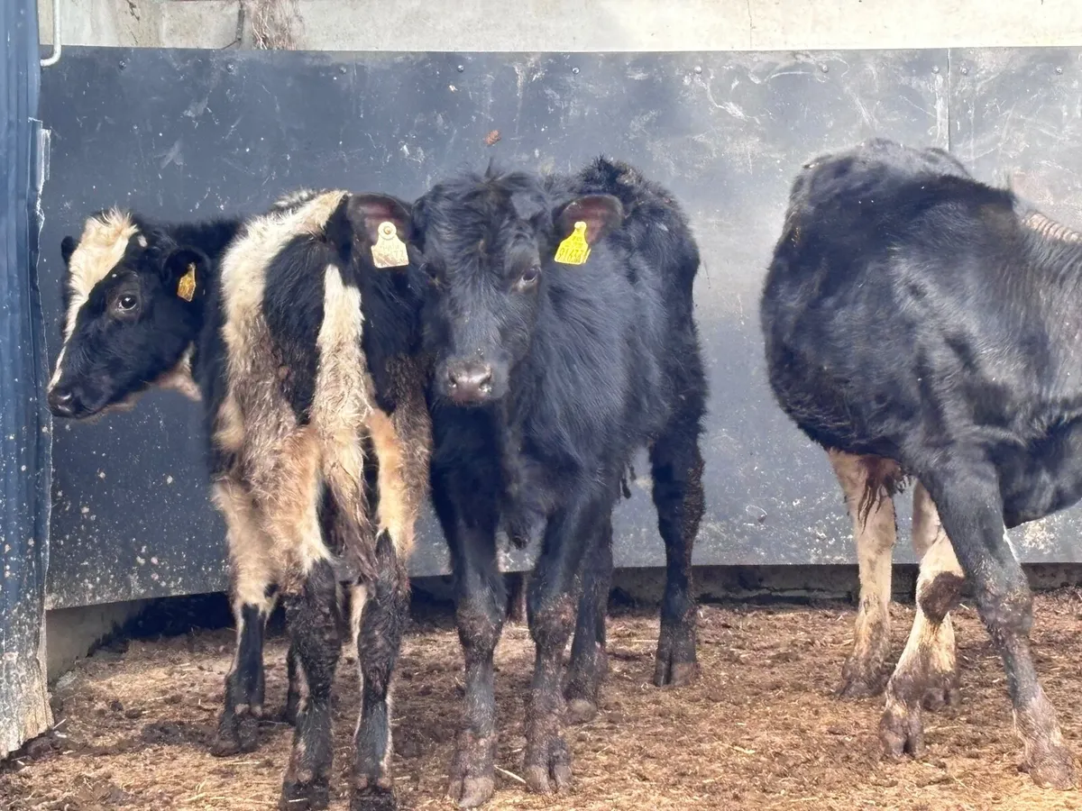 3 Freisan bull Weanlings for sale - Image 2