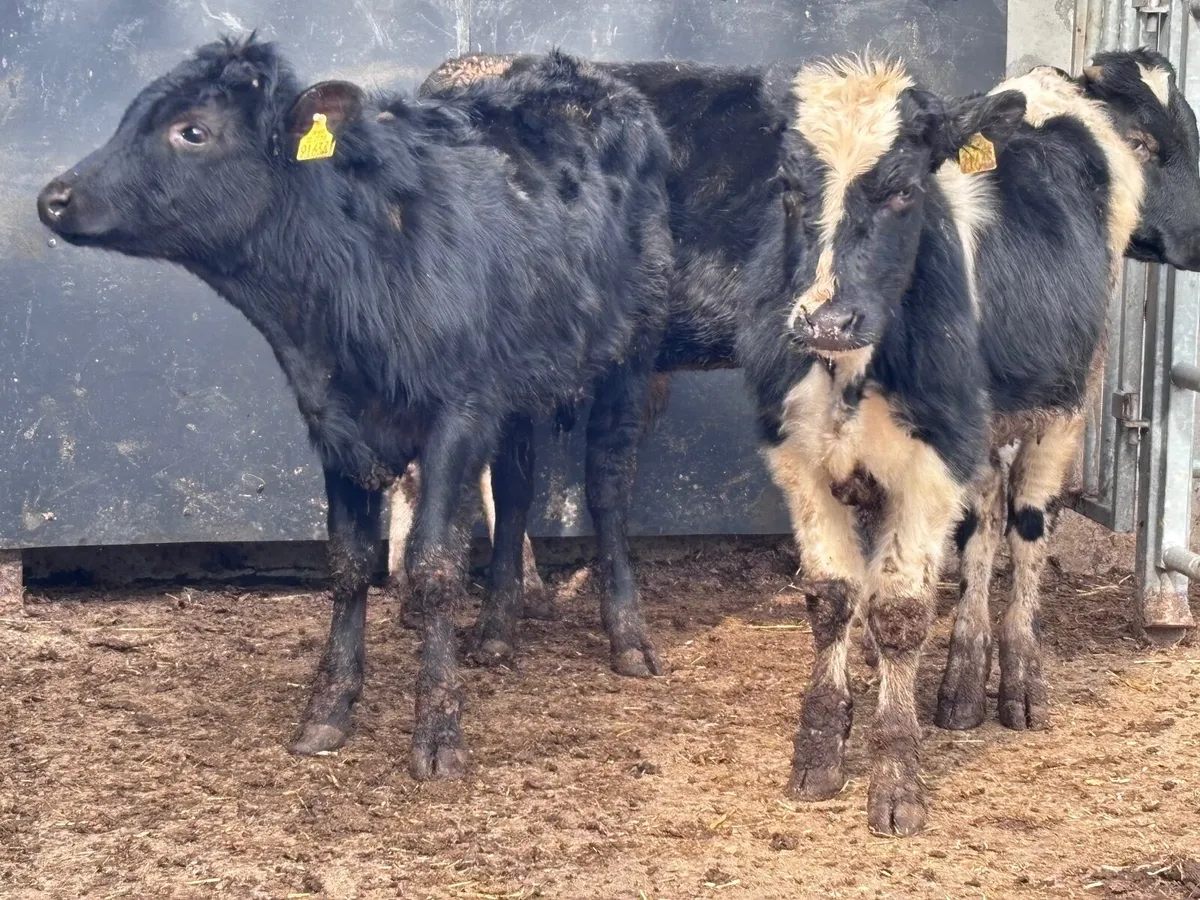 3 Freisan bull Weanlings for sale - Image 4