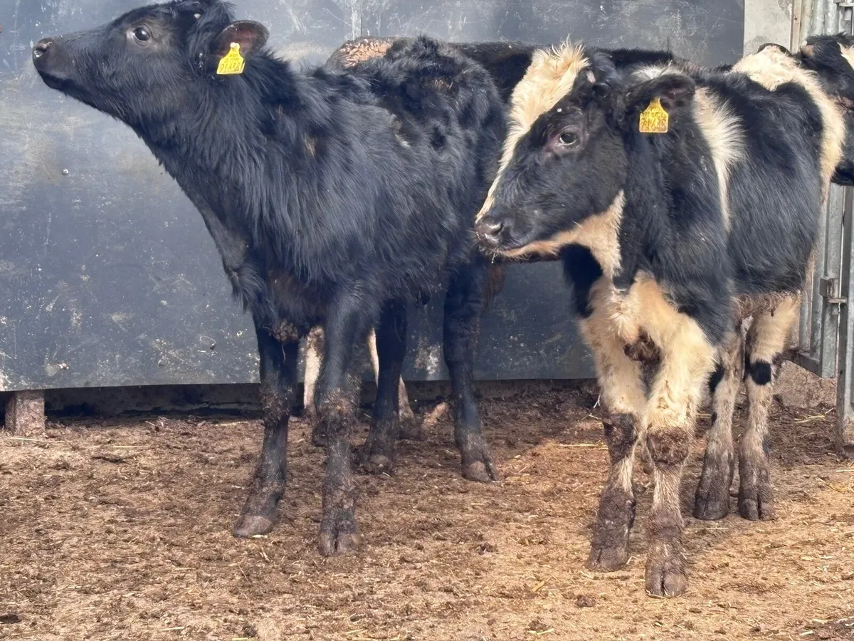 3 Freisan bull Weanlings for sale - Image 3