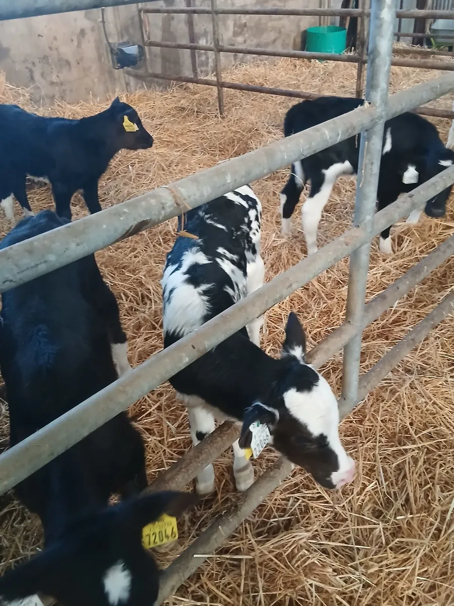 Friesian heifer calves - Image 1