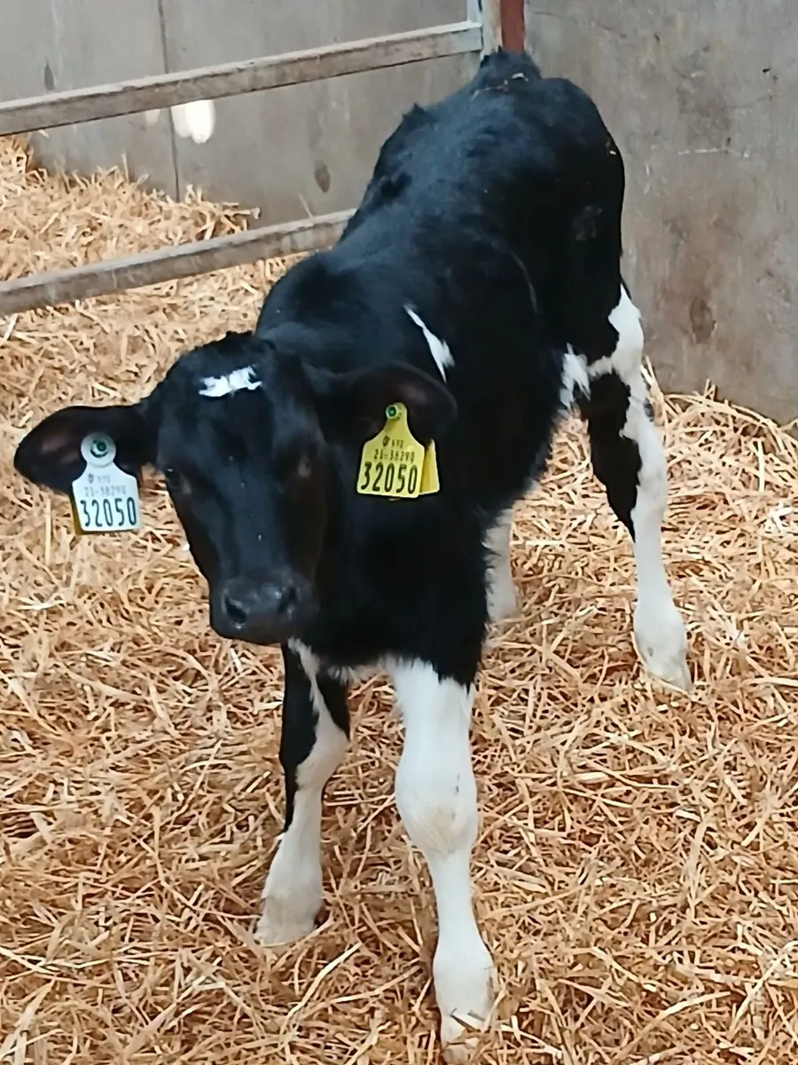 Friesian heifer calves - Image 2