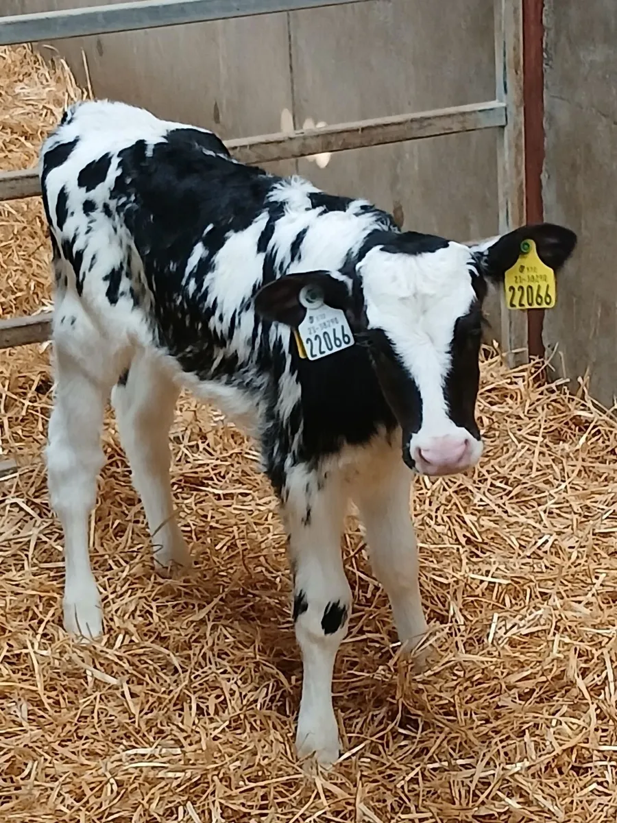 Friesian heifer calves - Image 3