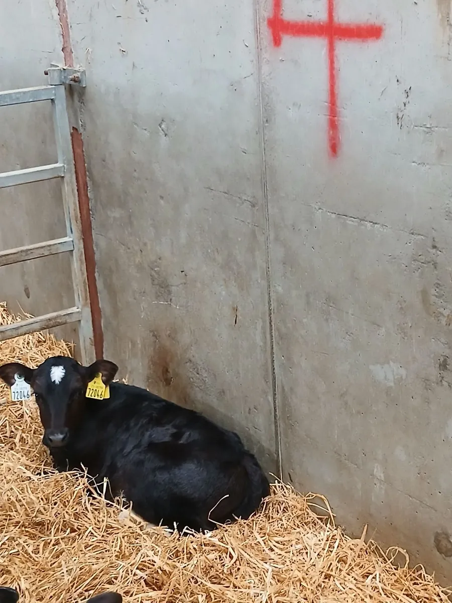 Friesian heifer calves - Image 4