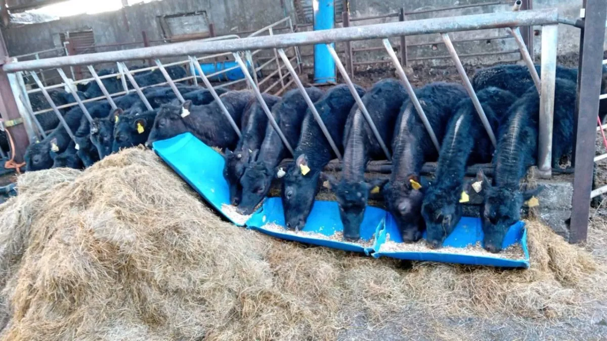 14 ANGUS HEIFERS WEANLINGS - Image 2