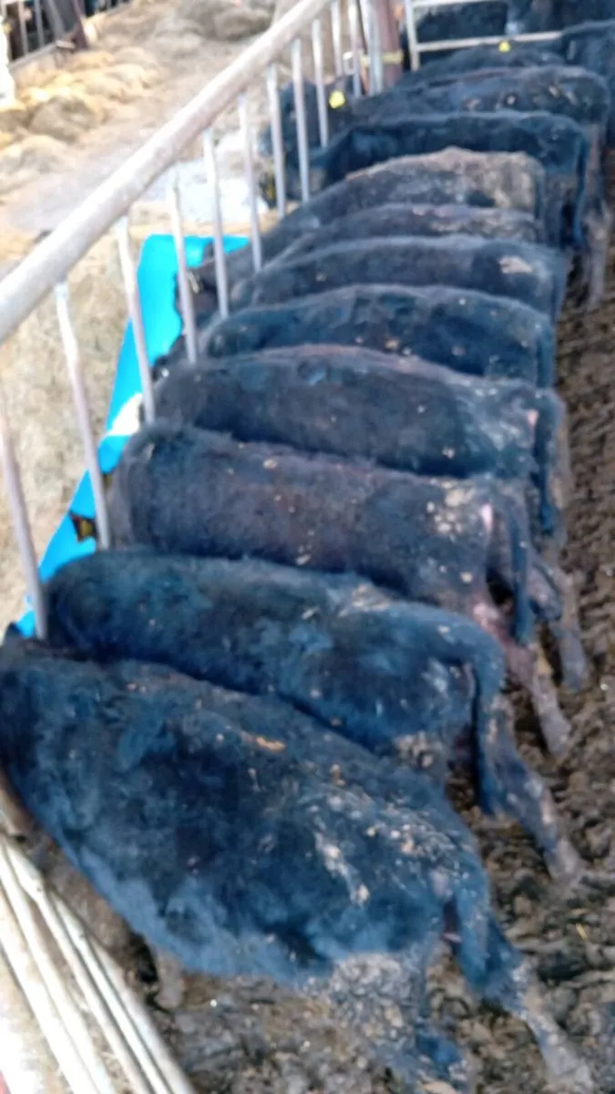14 ANGUS HEIFERS WEANLINGS - Image 3