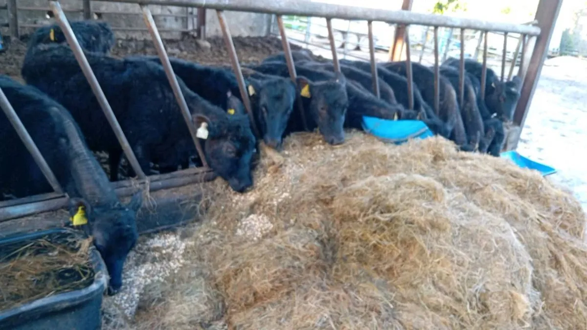 14 ANGUS HEIFERS WEANLINGS - Image 4