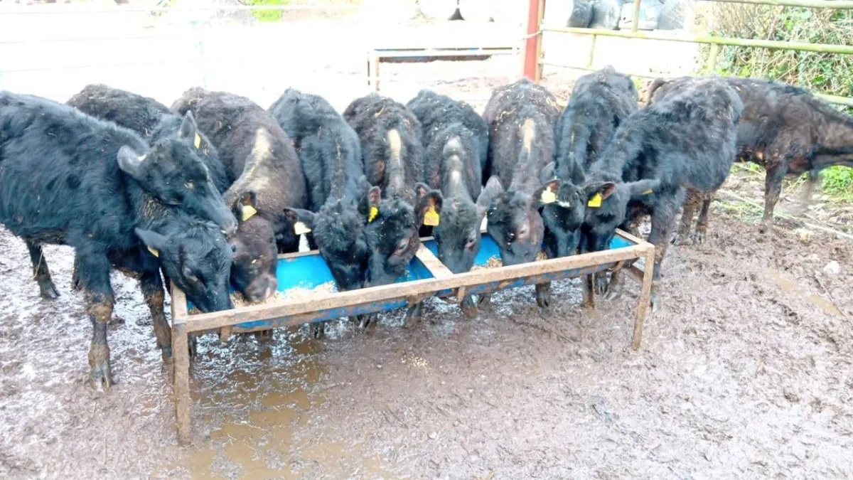 14 ANGUS HEIFERS WEANLINGS - Image 1