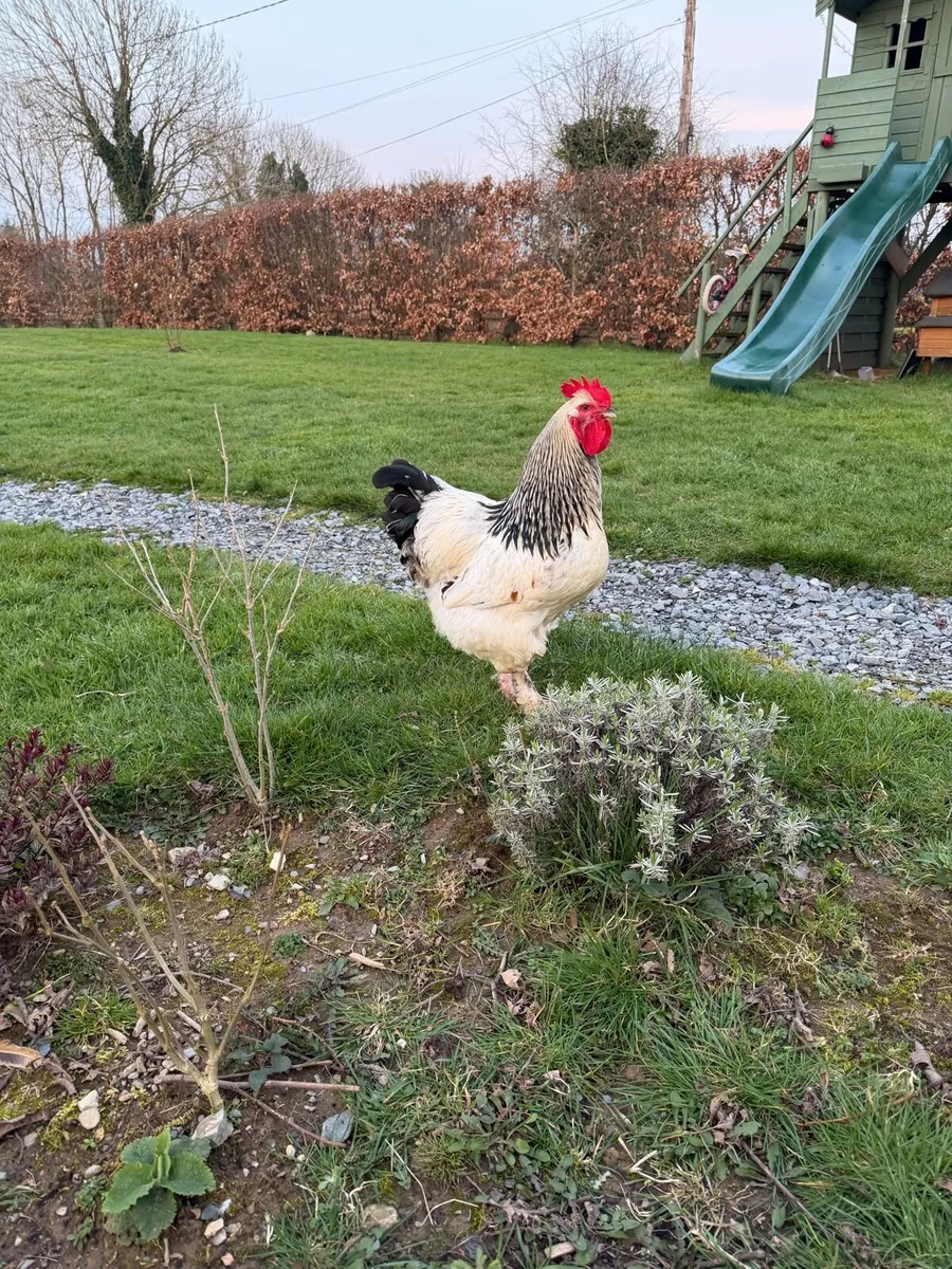 Light Sussex X Brahma cockerel / Rooster - Image 1