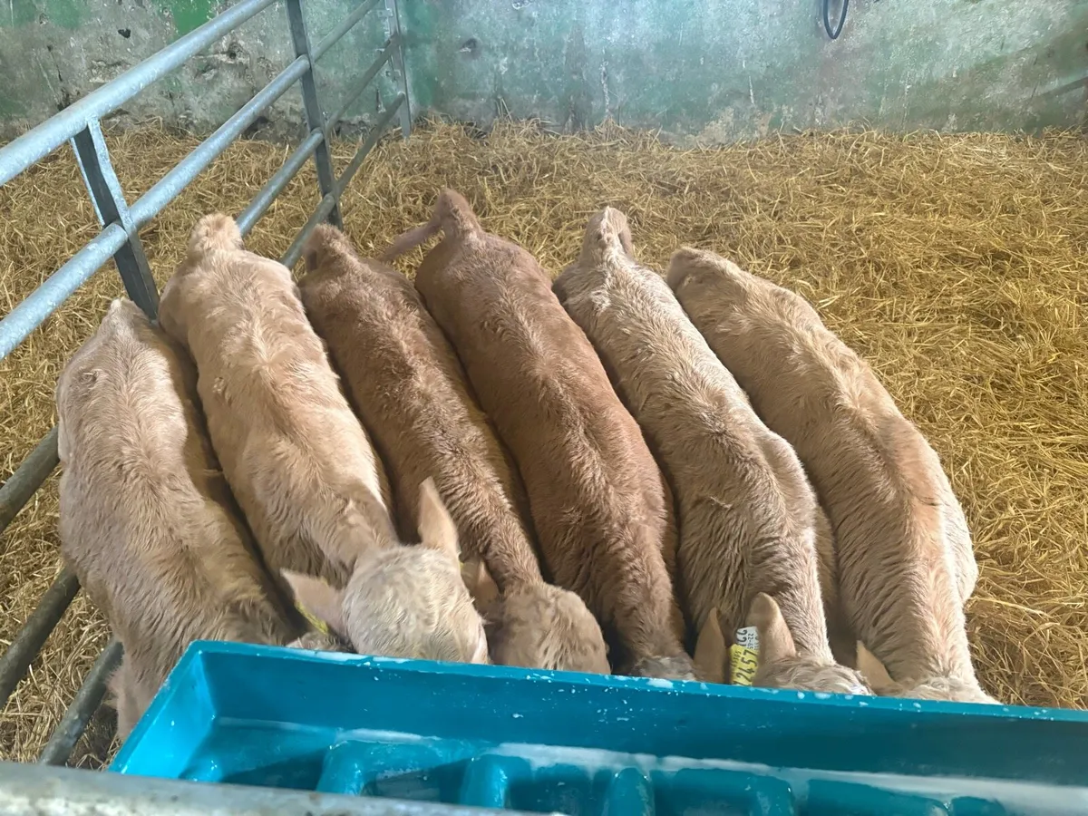 Charolais calves - Image 3
