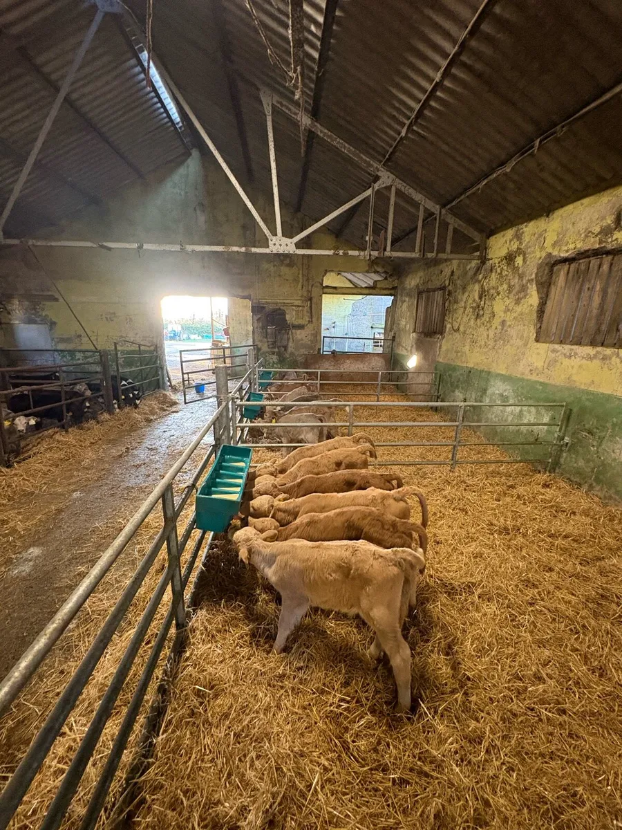 Charolais calves - Image 4