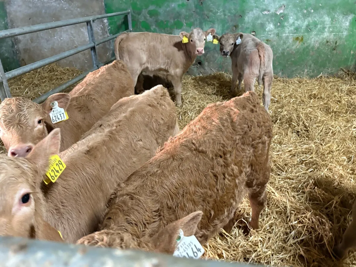 Charolais calves - Image 1