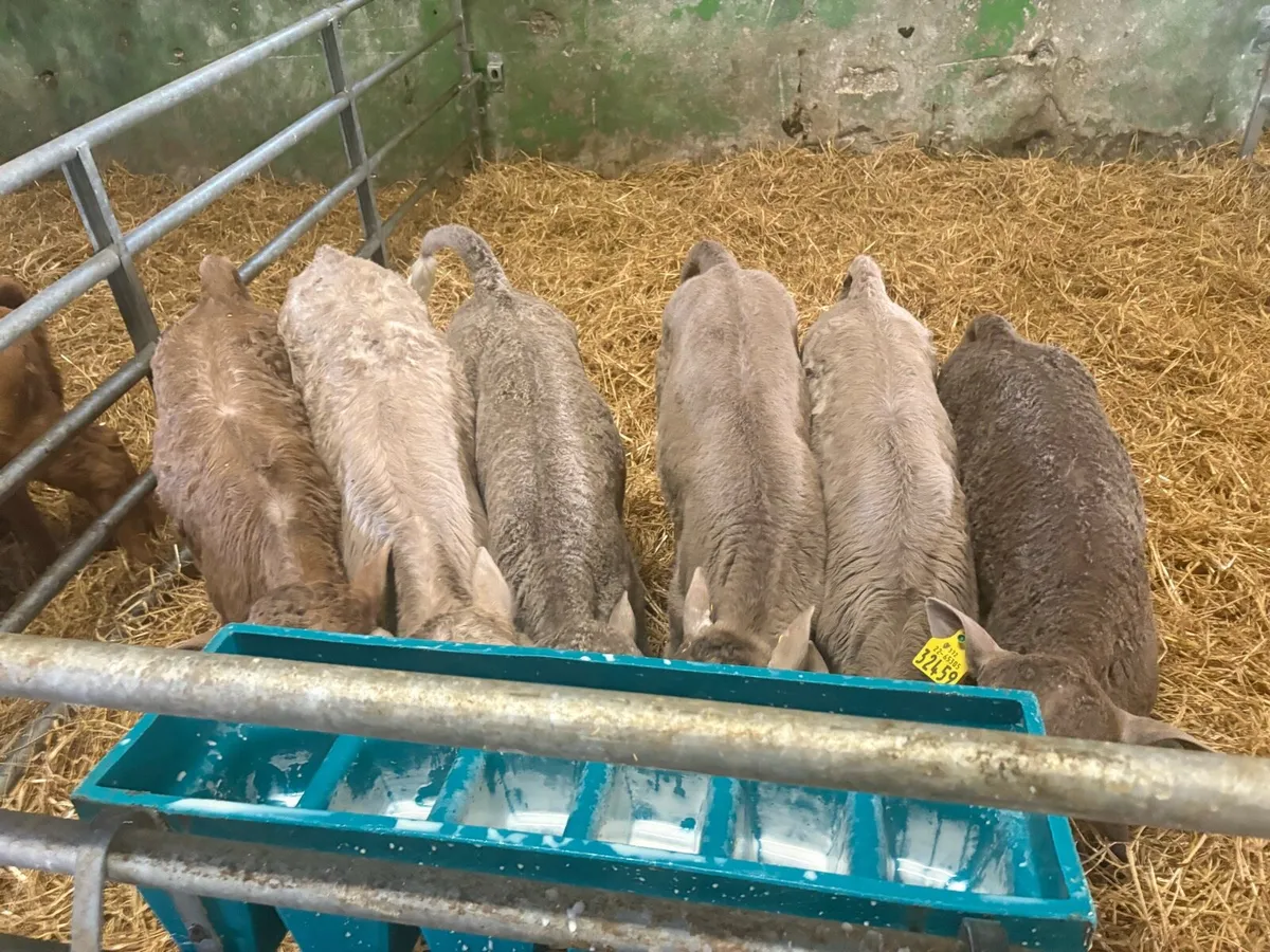 Charolais calves - Image 2
