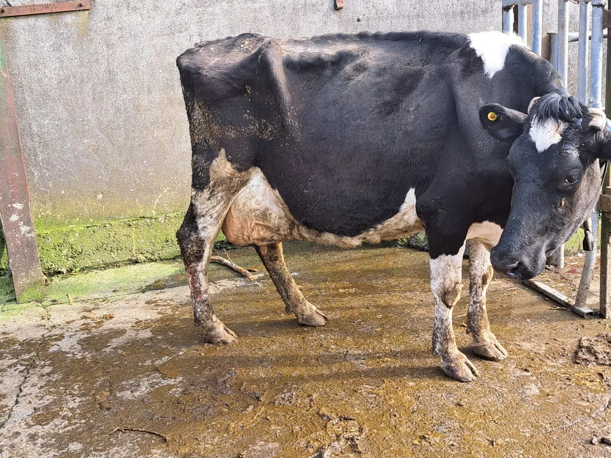 4 Cows For Sale - Image 2