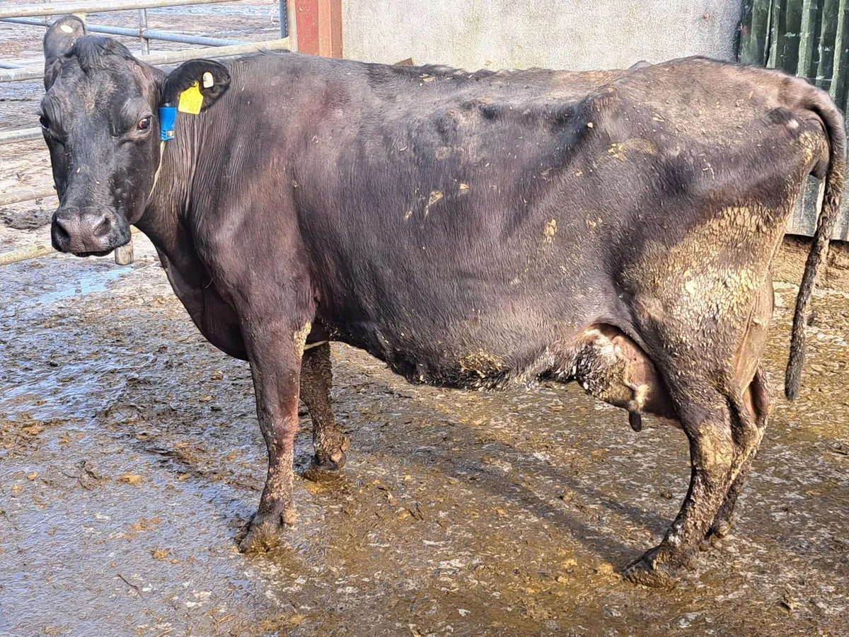 4 Cows For Sale - Image 1