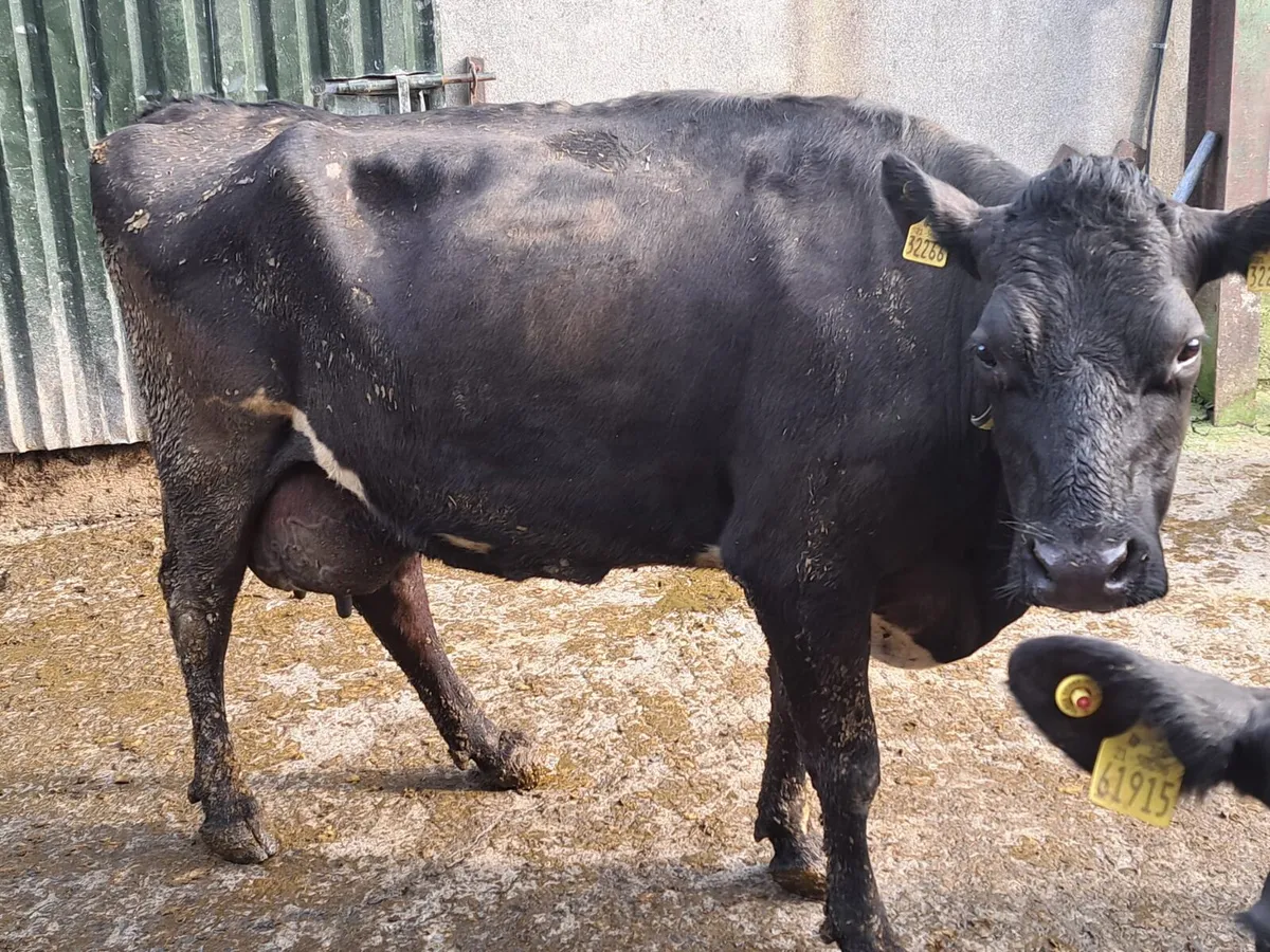 4 Cows For Sale - Image 4